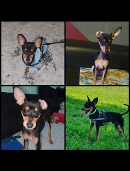 Simba sucht eine Liebevolles Zuhause - Berlin