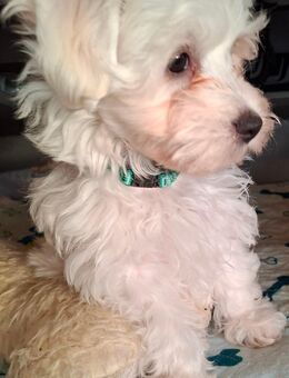 Bichon Malteser Welpen - Adorf (Vogtland)