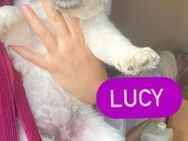 Lucy, kleines Mädchen sucht große Liebe - Grevenbroich