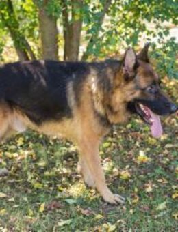 LOBO - eher ruhig und besonnen - Overath