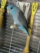 Sperlingspapagei Papagei Mählich zutraulich ohne käfig Jung aus Jahr 2025 gesund neugierig und aktiv in 34628