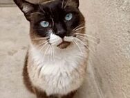 Dani - FIV Kater sucht warmes Zuhause - Weilheim (Oberbayern)