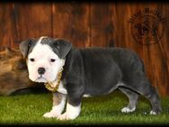 1 Old English Bulldog Welpen - Prenzlau