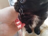 Süßer Chihuahua zu verkaufen - Barver