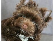 Traumhund Yorkshire Terrier in dark schoko mit Start-Paket - Wiedergeltingen