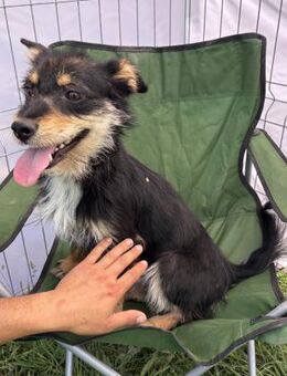 Frankie - verschmust und freundlich - Westerholt