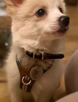 Süßer spitz sucht zuhause - Frankfurt (Main) Niederrad