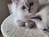 Bkh Kitten - Dortmund Huckarde