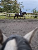 Freizeitpferd zu Verkaufen, tolles Familien- und Sportpferd in 54558