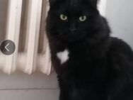 5 Jähriger main coon perser mix - Berlin Spandau