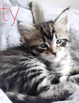 Katze Weibchen. - Hannover Mitte