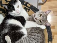 🐾Traumpaar Percy & Janey🐾 - Eislingen (Fils)