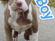 American Bully Welpen - Delmenhorst