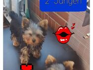 MINI YORKSHIRE terrier WELPEN - Dortmund Bövinghausen