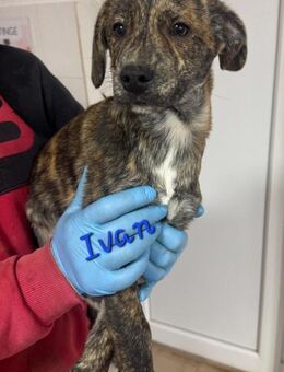 IVAN - Familienanschluss gesucht... - Konstanz