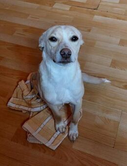 CASPER - geb. ca. 12/2022 - Mischling - Schönaich