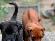 8 Labrador Rhodesian Ridgeback und 10 Rhodesian Ridgeback Welpen - Kloster Lehnin