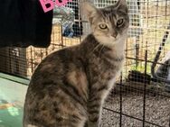 Bulova, eine Katze unter vielen - Oberhausen (Rheinland-Pfalz)