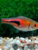 Espes Bärblinge in 97618