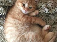 Babykatzen Rassemix 12 Wochen alt - Waiblingen