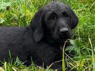 Labradoodle Welpen F2 schwarz MEGA hübsch - Osterburken