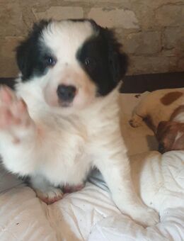 Border Collie Welpen - Wegeleben