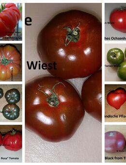 Tomaten - Fleischtomaten alte Sorten - Freital