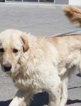 Archy ist unglaublich lieb + freundlich - Karben