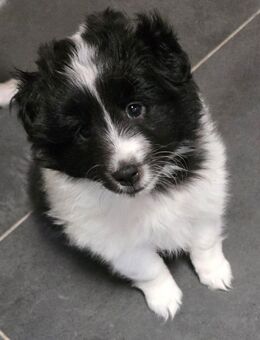 Sheltie Shetland Sheepdog - Weeze