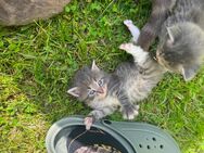 Katzenmädchen ( Norwegische Waldkatze x Main Coon) - Sebnitz Zentrum