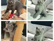 Bkh Kitten Britisch Kurzhaar grau Katzenbabys reinrassig - Köln