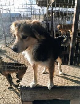 Irma muß aus der Tötung raus - Blankenheim (Nordrhein-Westfalen)