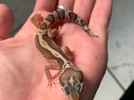 0.1 R. Dymont Leopardgecko Weibchen Enz 24 abzugeben Übergabe Hamm möglich - Emsdetten