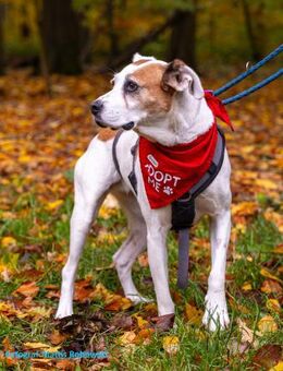 LUCERA-SPORTLICHE,LEBENSFROHE HÜNDIN - Algermissen
