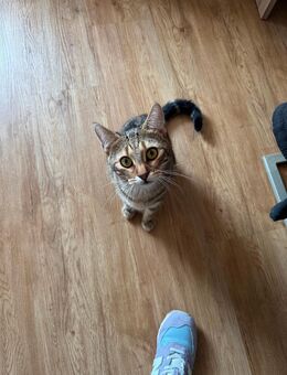 Kater sucht neues Heim - Dresden