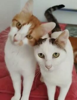 💛Unzertrennliches Duo Kevin & Julie💛 - Eislingen (Fils)