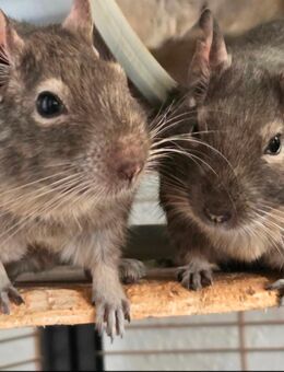 3er Gruppe Degus männlich mit Voliere und Zubehör - Magdeburg