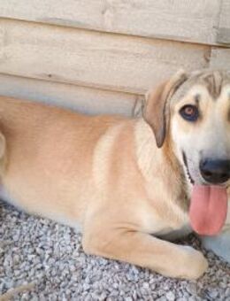 ANGELIKI - liebe, verschmuste Hündin - Aerzen