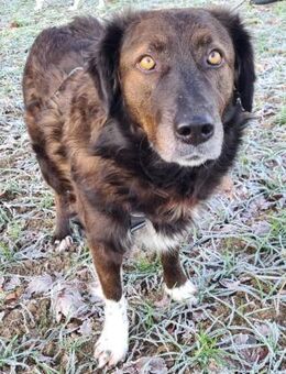 Liebe sanfte Isla sucht ruhiges Zuhause - Tornesch