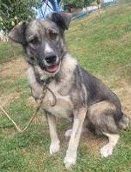 Misty verträglich soziale Hündin♥ - Hüllhorst