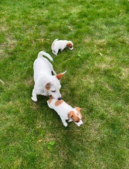 Süße Jack Russel Terrier Welpen - Wolmirstedt Farsleben