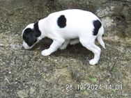 Jack Russell Terrier Welpen, 9 Wochen - Lonnerstadt