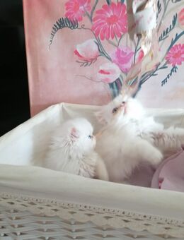 Perser kitten - Kyritz