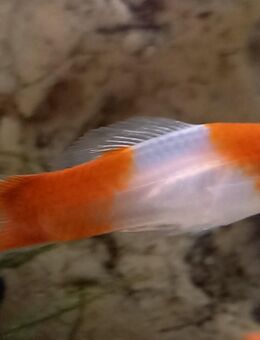 Schwertträger Kohaku - Hohenroth