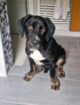 Janosh, hübscher Cane Corso Mischlingsrüde - Haiger