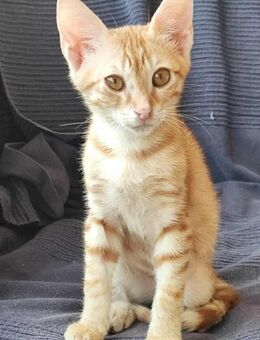 Quietschfideler Nacho sucht Kumpels - Margetshöchheim