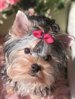Zuckersüsser Yorkshire terrier Welpe reinrassig black-golden-silver junge - Heidelberg