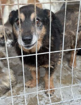 Kleiner Benni sucht liebevolles Zuhause - Seggebruch