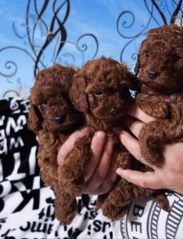 Bildschöne Toy Pudel Welpen - Bad Essen