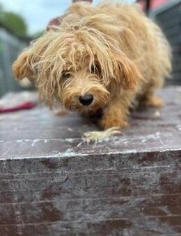 Toby PP Süßer Welpe sucht Zuhause - Neustadt (Rübenberge)